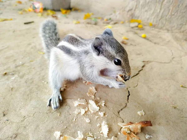 Selective Focus Small Chipmunk Eating Flakes Ground — Stock Photo, Image