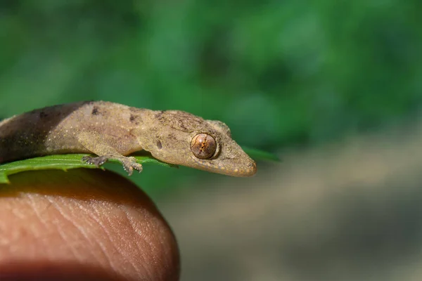 Een Selectieve Focus Van Een Gewone Huisgekko Een Blad Tegen — Stockfoto