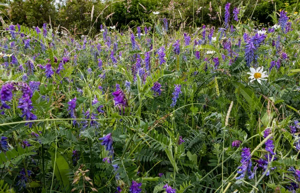 Uma Bela Vista Campo Flores Baikal Skullcap Scutellaria Baicalensis Dia — Fotografia de Stock