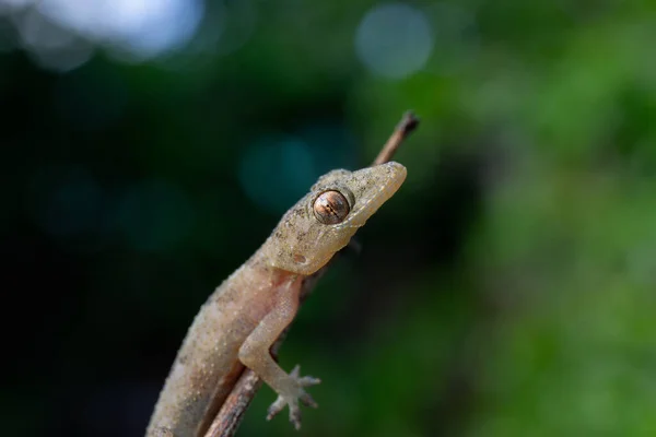 Een Selectieve Focus Van Een Gewone Huisgekko Een Kleine Stok — Stockfoto