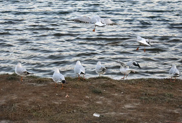 Group Seagulls Gathered Shore — Stock Photo, Image