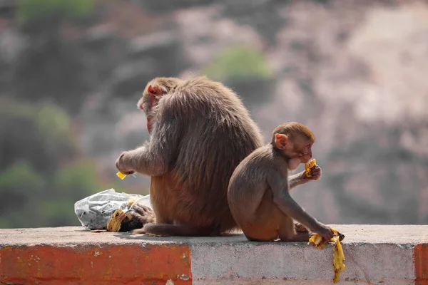Una Vista Cerca Pequeño Mono Parado Sobre Piedra Desenterrando Cáscaras —  Fotos de Stock