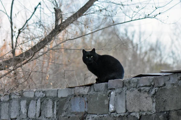 Puszysty Czarny Kot Zielonymi Oczami Zewnątrz — Zdjęcie stockowe