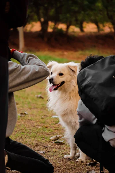 一张可爱的照片 是一条狗和它的主人在公园里牵着一条狗 — 图库照片