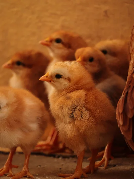 Cute View Tiny Yellow Baby Chickens Home — Stock Photo, Image