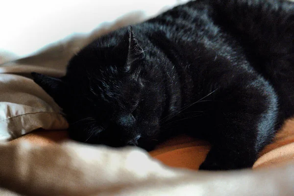 白い枕の上で寝ている黒い毛皮の猫のクローズアップ — ストック写真