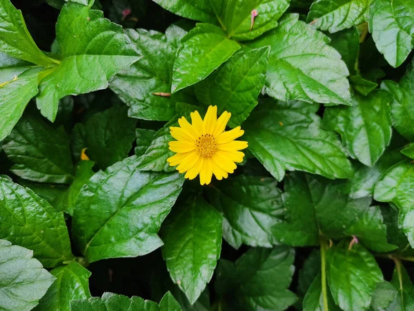 Fiore Strisciante Oxeye Che Cresce Nel Giardino — Foto Stock