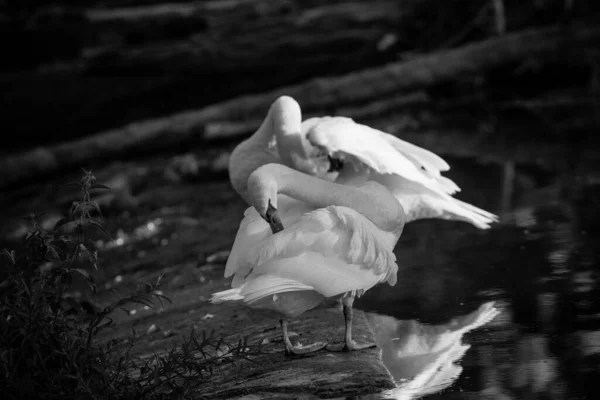 Greyscale Shot Magnificent Swans Standing Lake — Stock Photo, Image