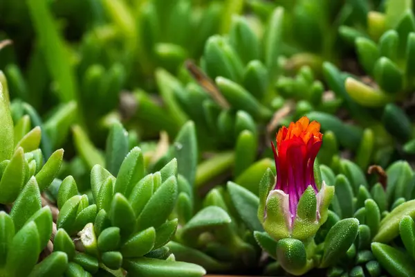 Közelkép Egy Élénk Zöld Zamatos Növényről Virágzó Virággal — Stock Fotó