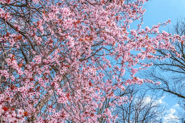Prunier Cerisier Fleuri Aux Fleurs Roses — Photo