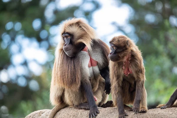 Пара Екзотичних Мавп Сидять Скелях Зоопарку — стокове фото