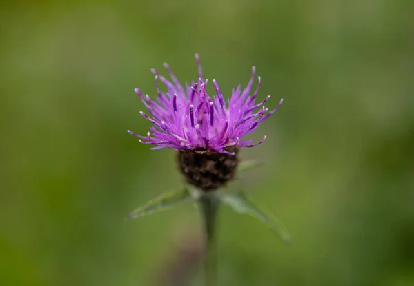 A close up of a purple Milk thistle with green blurred background on a sunny day