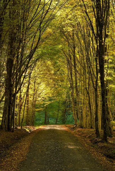 Une Ruelle Colorée Arbres Travers Forêt Automne — Photo