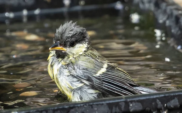 Close Little Great Tit Bird Sitting Black Bowl Full Water — Photo