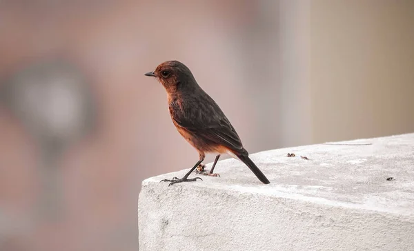 Makro Syn Liten Fågel Som Står Stenen Suddig Bakgrund — Stockfoto