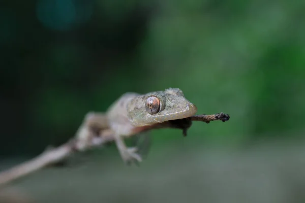 Foco Seletivo Gecko Casa Comum Pequeno Pau Contra Fundo Turvo — Fotografia de Stock