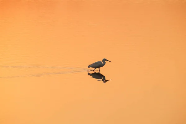 Ein Schöner Blick Auf Einen Vogel Der Bei Sonnenuntergang Wasser — Stockfoto