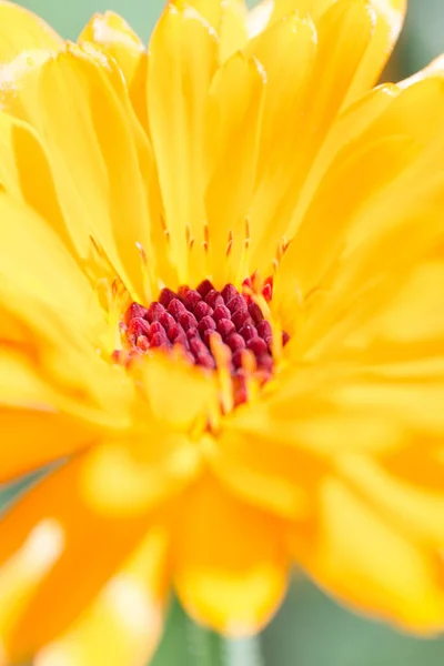 Вертикальный Снимок Жёлтого Цветка — стоковое фото