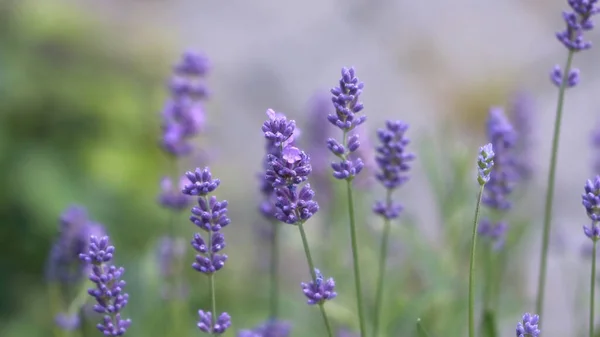 Selektiv Fokus Skott Lavendel Blommor — Stockfoto