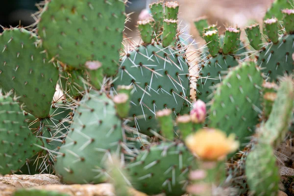 Eine Nahaufnahme Der Exotischen Und Wunderschönen Kakteenpflanzen — Stockfoto