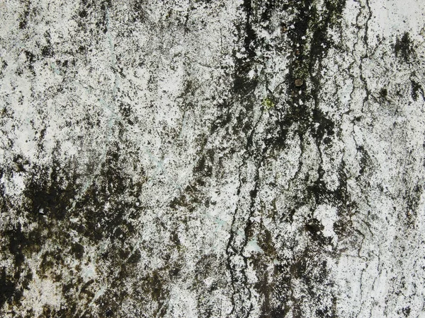 Closeup Tronco Árvore Branco Textura Latido Árvore — Fotografia de Stock