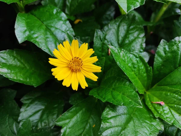 Uma Baía Biscayne Rastejando Oxeye Flor Crescendo Jardim — Fotografia de Stock