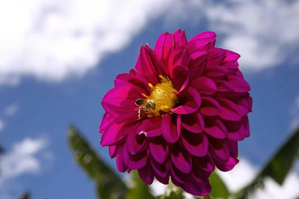Ένα Επιλεκτικό Πλάνο Εστίασης Μιας Μέλισσας Που Συλλέγει Γύρη Από — Φωτογραφία Αρχείου