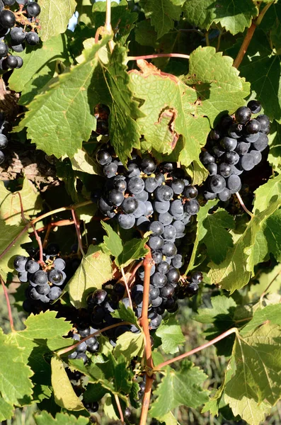 Una Toma Vertical Uvas Orgánicas Frescas Sobre Viñas Viñedo — Foto de Stock