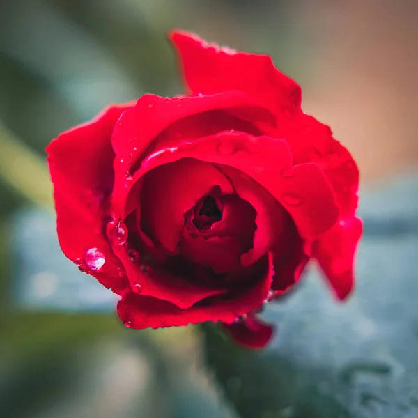 Enfoque Selectivo Una Rosa Roja Con Gotitas Agua —  Fotos de Stock
