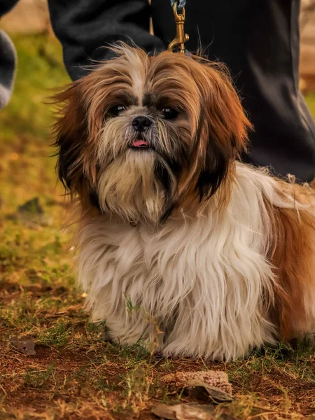 Cute View Dog Leash Owner Park — Stock Photo, Image