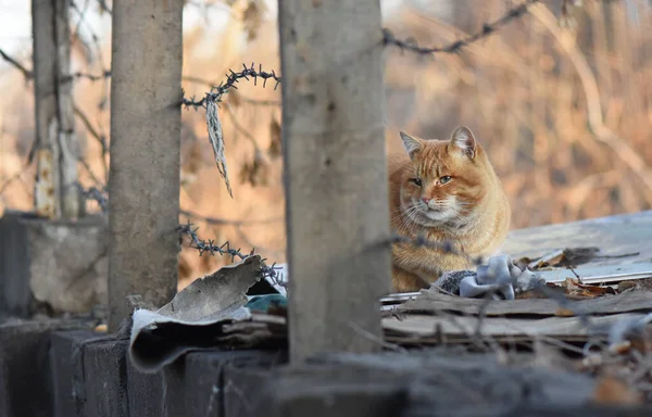 Soffice Gatto Zenzero Che Riposa Vicino Fili Metallici — Foto Stock