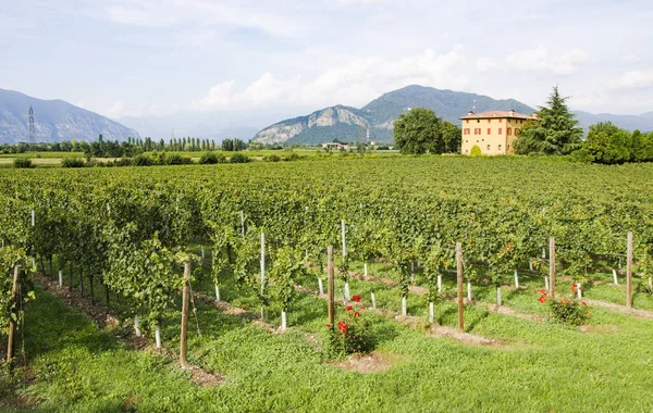 Borgonato Itália Ago 2014 Uma Adega Azienda Agricola Fratelli Berlucchi — Fotografia de Stock