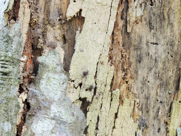Detailní Záběr Poškozené Struktury Kmene Stromu — Stock fotografie