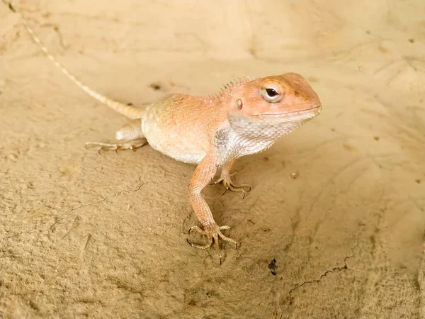 Une Mise Point Sélective Lézard Agama Épineux Rampant Sur Sol — Photo