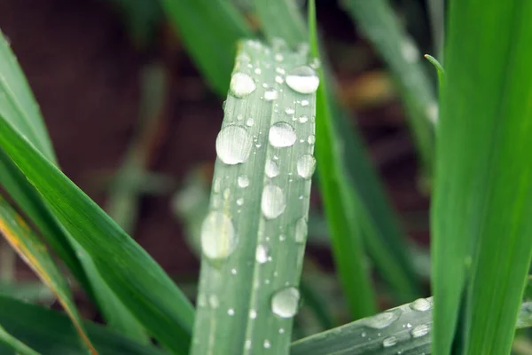 在阳光下的田野里 绿叶上的雨滴的特写 背景模糊不清 — 图库照片