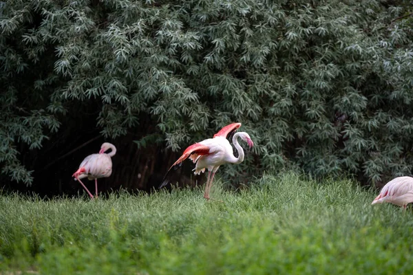 Grupo Hermosos Flamencos Pie Medio Hierba Bosque —  Fotos de Stock