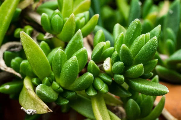 Közelkép Egy Élénk Zöld Zamatos Növényről — Stock Fotó