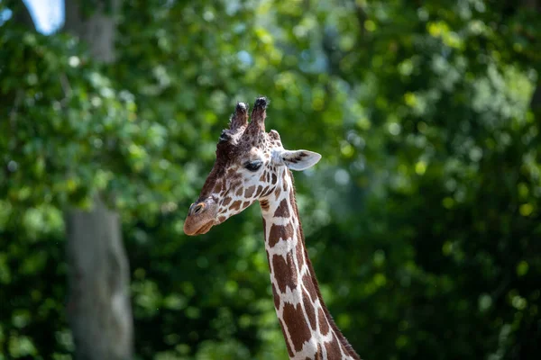 Selektivní Ostření Záběru Žirafy Stojící Uprostřed Předloktí — Stock fotografie