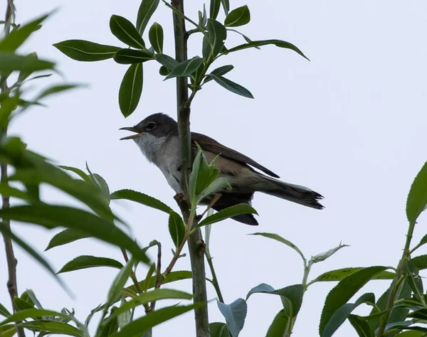 一只灰色的麻雀低角站在绿枝上 在蓝天下张开嘴 — 图库照片