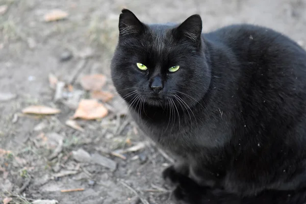 Primer Plano Gato Negro Esponjoso Con Ojos Verdes — Foto de Stock