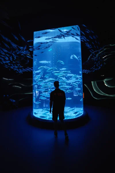 Silueta Zadní Pohled Muže Který Dívá Ryby Uvnitř Jakarta Aquarium — Stock fotografie