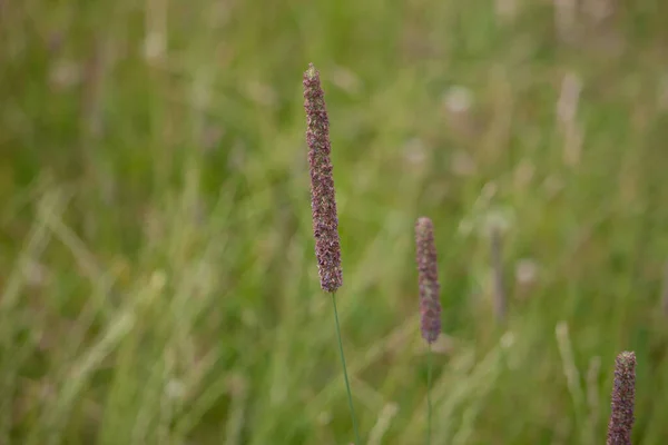 一种生长在草地上的Alopecurus的选择性焦点照片 — 图库照片