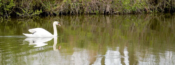 Cisne Branco Lago — Fotografia de Stock