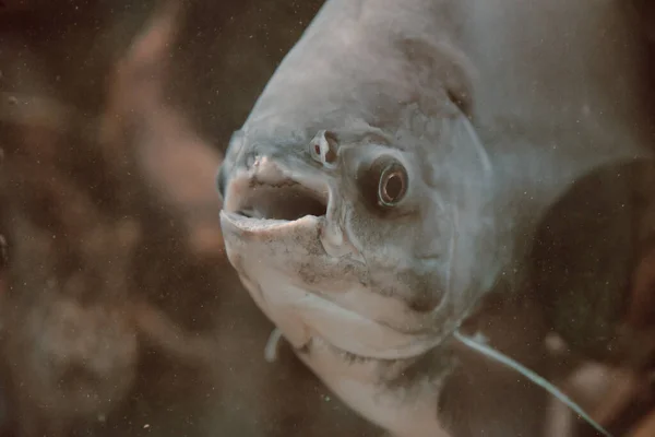 Closeup Shot Fish Aquarium — Stock Photo, Image