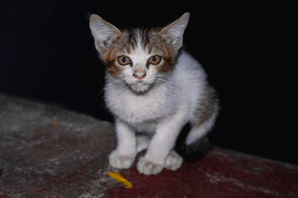 Una Bella Vista Piccolo Gatto Bianco Nero Grigio Seduto Terra — Foto Stock