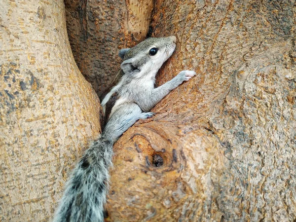 Tiro Close Pequeno Esquilo Tronco Árvore — Fotografia de Stock