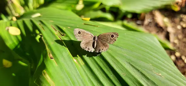 Zbliżenie Brązowego Motyla Siedzącego Zielonym Liściu — Zdjęcie stockowe