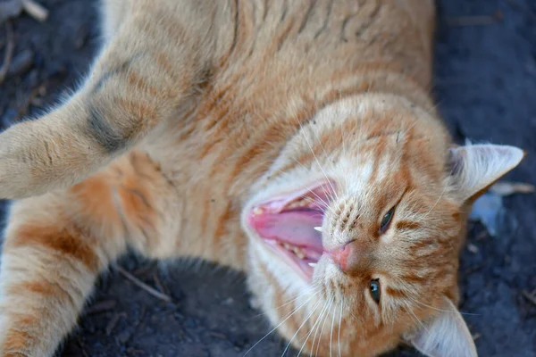 Gros Plan Chat Roux Couché Sur Sol Bâillant — Photo