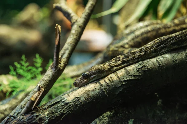 Detailní Záběr Hada Přírodě — Stock fotografie