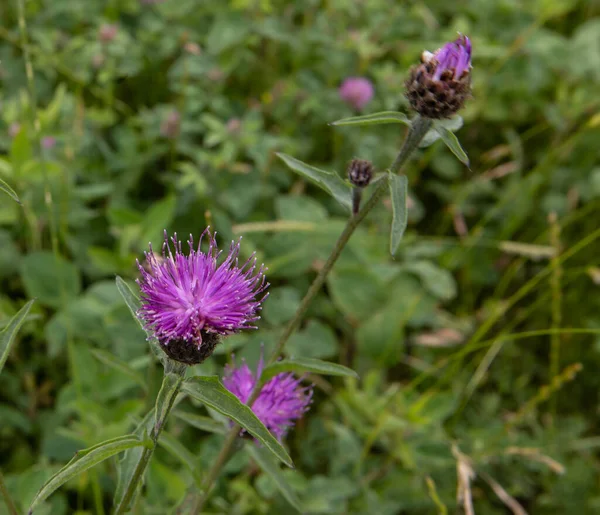 A shallow focus of purple Milk thistle flowers in green field with blurred background on a sunny day